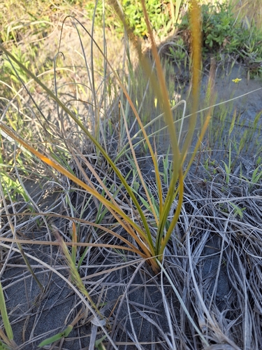 Ficinia spiralis observed 2026-10-20