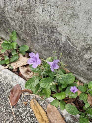 Ruellia ciliatiflora observed 2026-10-20