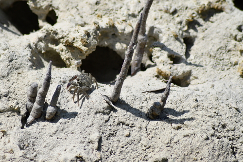 Metopograpsus messor observed 2026-10-19
