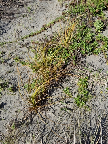 Ficinia spiralis observed 2026-10-20