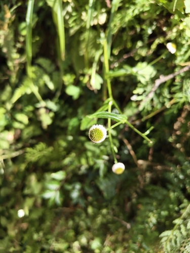 Myriactis humilis observed 2026-10-20