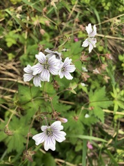Geranium krylovii