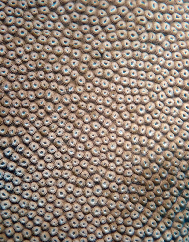 Diploastrea observed 2026-10-18