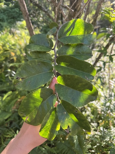 Antidesma platyphyllum observed 2026-10-19