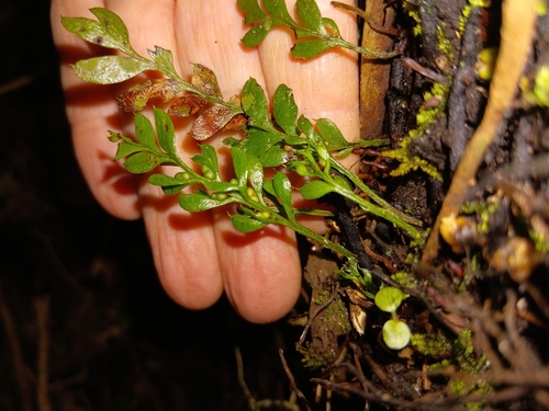 Tmesipteris lanceolata observed 2026-10-20