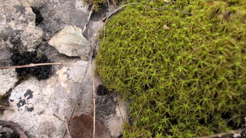 Pleurochaete squarrosa observed 2026-10-19