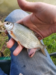 Blicca bjoerkna
