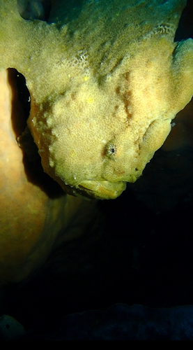 Antennarius commerson observed 2026-10-16