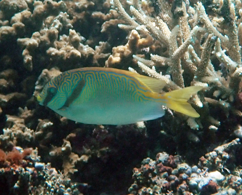 Siganus doliatus observed 2026-10-18