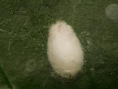 Lichtensia viburni