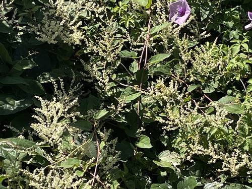 Reynoutria multiflora observed 2026-10-20