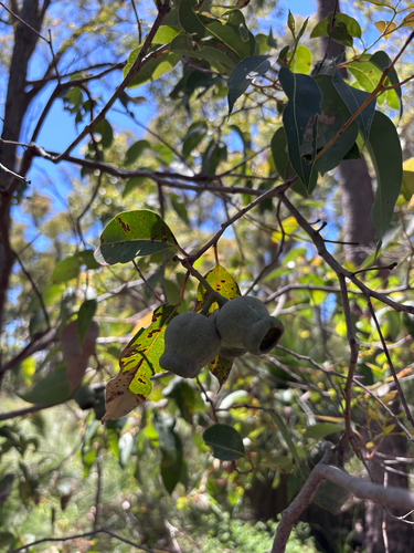 Corymbia calophylla observed 2026-10-20