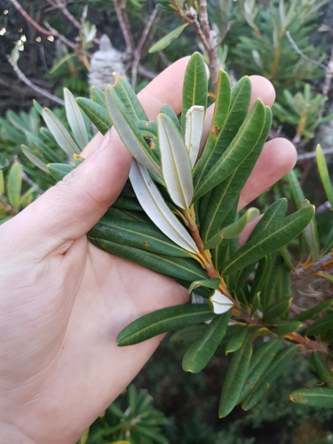Banksia verticillata (Banksia verticillata)
