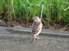 Alauda arvensis japonica
