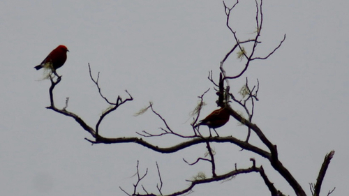 Himatione sanguinea, 2026-10-19