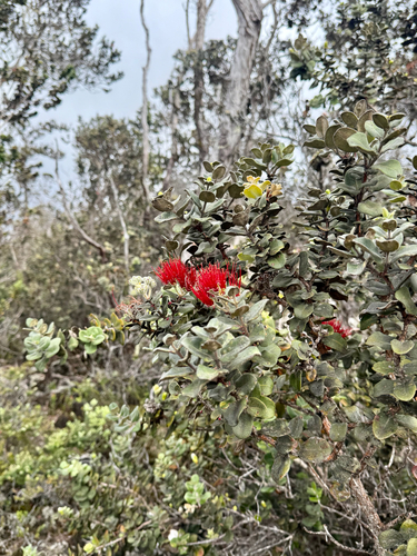 Metrosideros polymorpha observed 2026-10-19