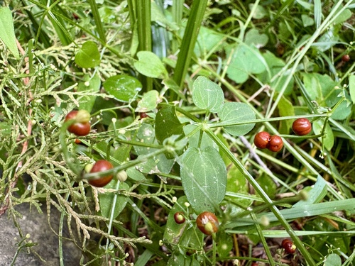 Rubia cordifolia observed 2026-10-20