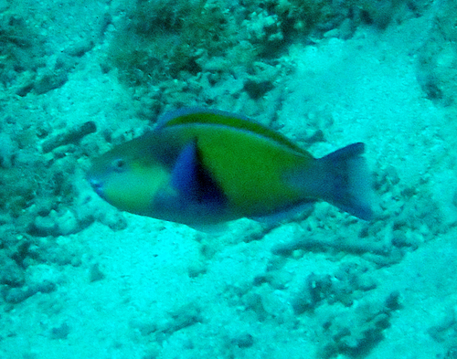 Chlorurus japanensis observed 2026-10-18