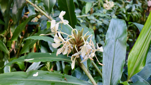 Hedychium flavescens observed 2026-10-19