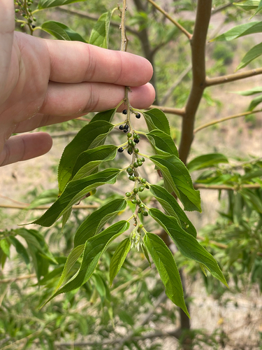Trema tomentosum observed 2026-10-20