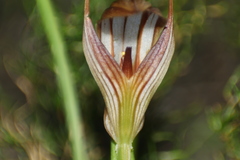 Pterostylis rogersii