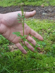 Cardamine oligosperma