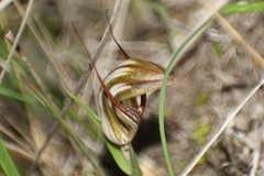 Pterostylis rogersii