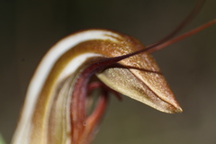 Pterostylis rogersii