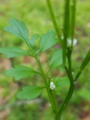 Cardamine oligosperma