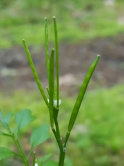 Cardamine oligosperma