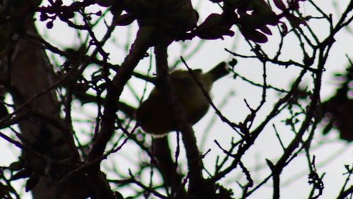 Chlorodrepanis virens observed 2026-10-19