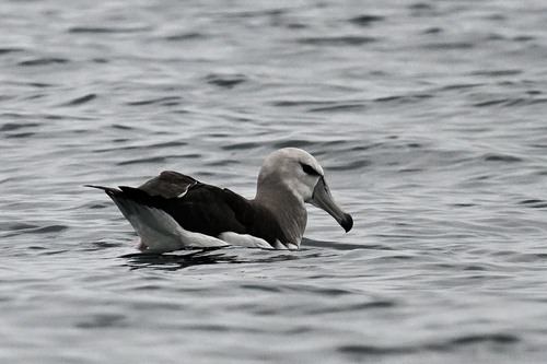 iNaturalist image