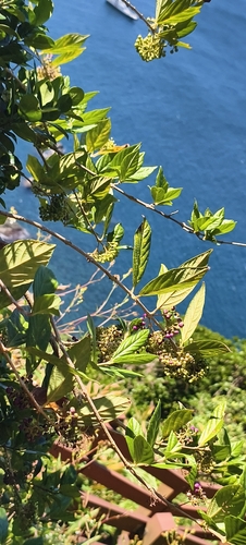 Callicarpa japonica observed 2026-10-20