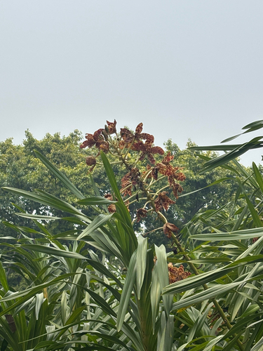 Grammatophyllum observed 2026-10-20