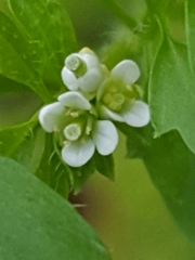 Cardamine oligosperma