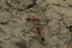 Myrmecia analis