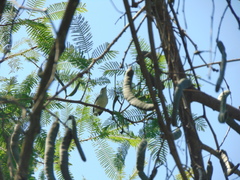 Polioptila bilineata