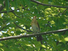 Turdus maculirostris