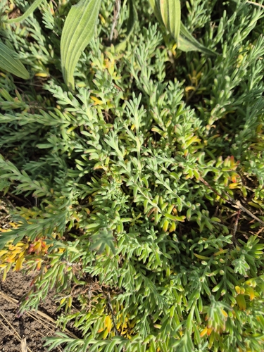Enchylaena tomentosa observed 2026-10-20