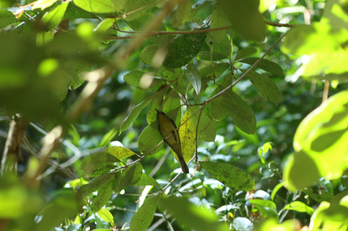 iNaturalist image