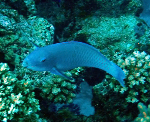 Chlorurus microrhinos observed 2026-10-18
