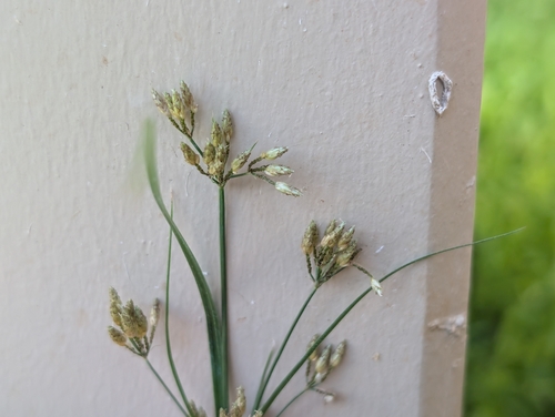 Fimbristylis dichotoma observed 2026-10-19