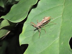 Epidaus