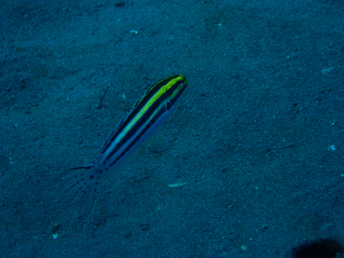 Meiacanthus grammistes observed 2026-10-05