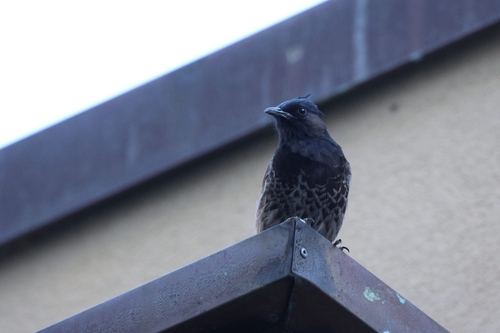 Pycnonotus cafer, 2026-10-19
