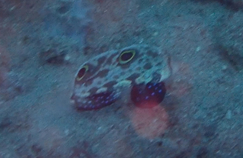 Signigobius biocellatus observed 2026-10-03
