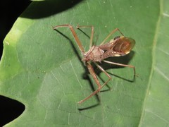 Epidaus