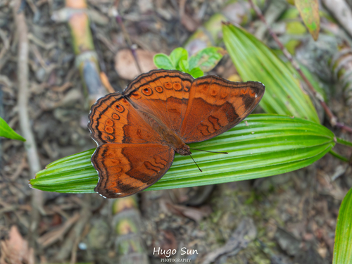 Junonia hedonia