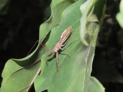Epidaus