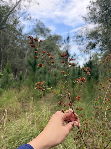 Pultenaea retusa observed 2026-10-20